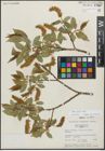 Foto von Salix lucida Muhl.